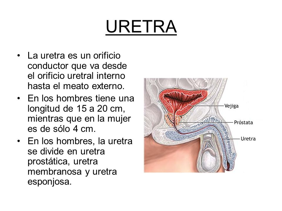 que funcion cumple la prostata en el sistema reproductor masculino que funcion cumple la prostata en el sistema reproductor masculino